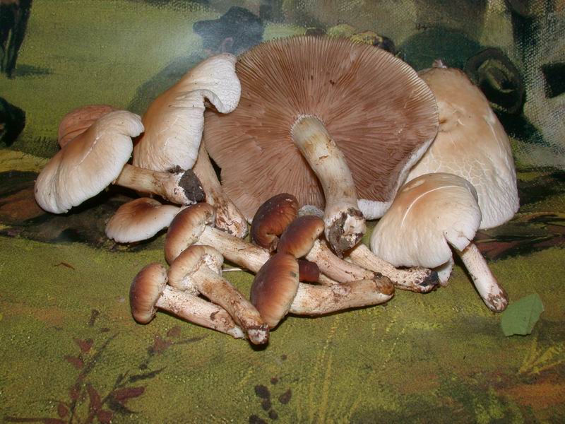 Agrocybe cylindracea